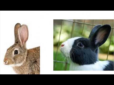 Rabbit Teeth Part 2: Causes of Dental Disease