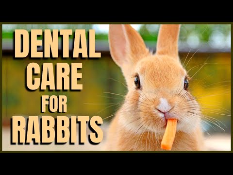 Dental Care for Rabbits