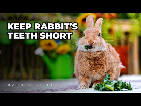 The Surprising Secret to Keeping Your Rabbit's Teeth Short!