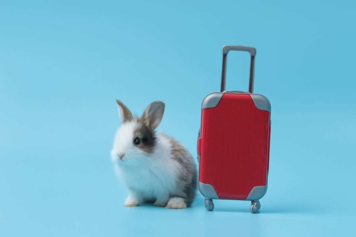 What To Do With Rabbits When On Holiday: Expert Tips For A Worry-Free ...