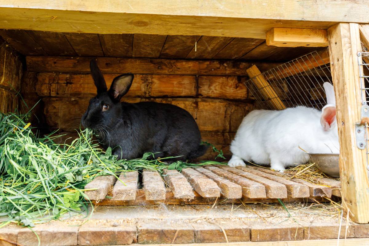 How To Keep Your Rabbit Warm Outside Expert Tips For A Cozy Bunny