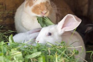 Safe Plants For Rabbits To Eat And Burrow photo