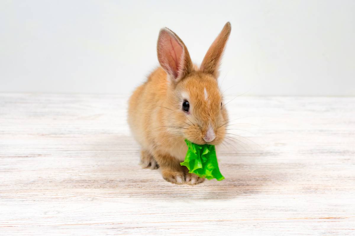 40 Plants That Are Safe For Rabbits A Comprehensive Guide