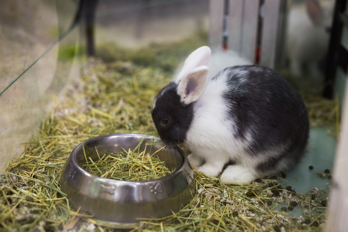 How To Get Your Picky Rabbit To Eat Hay Proven Methods Explored
