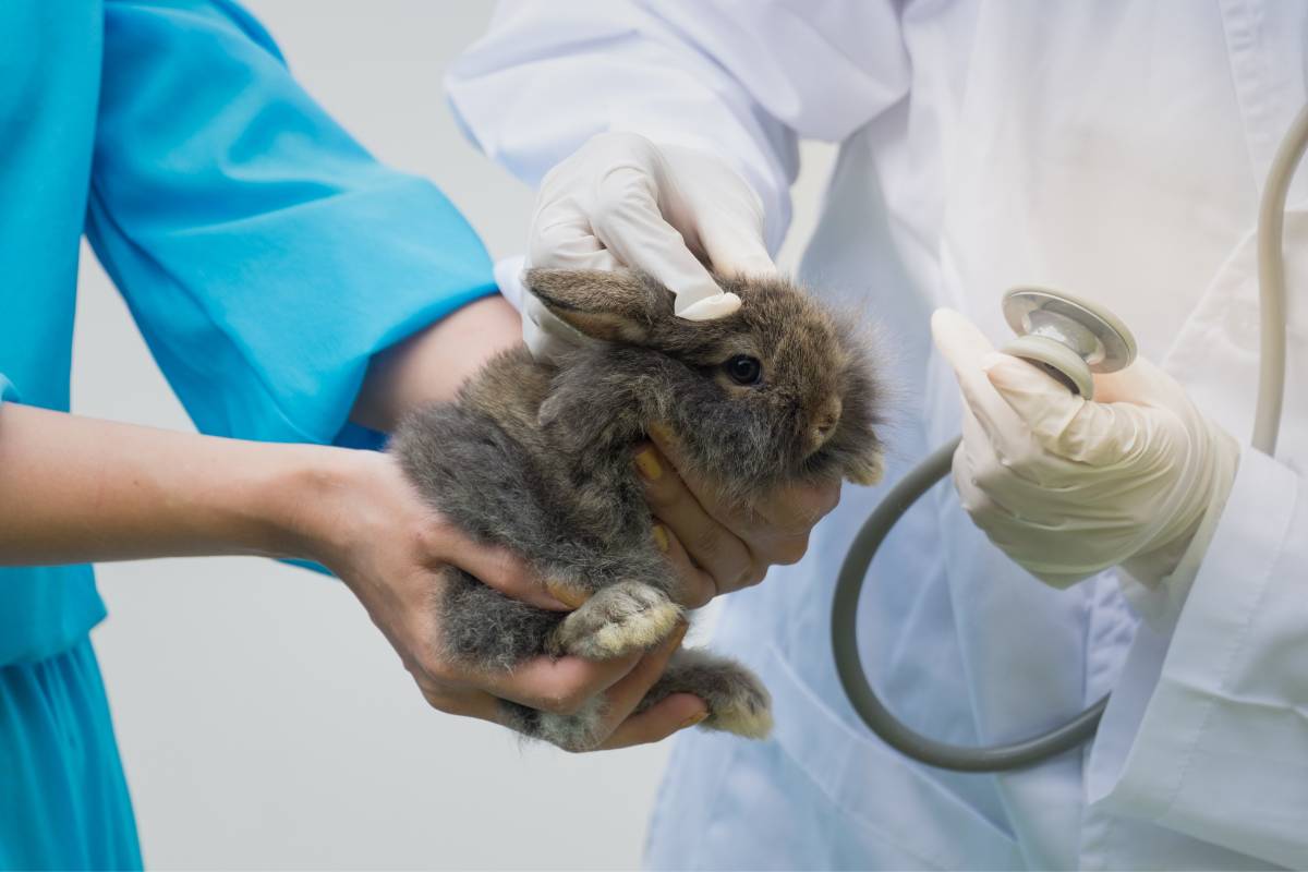 How To Treat Ear Mites In Rabbits Effective Solutions For Healthy Ears »