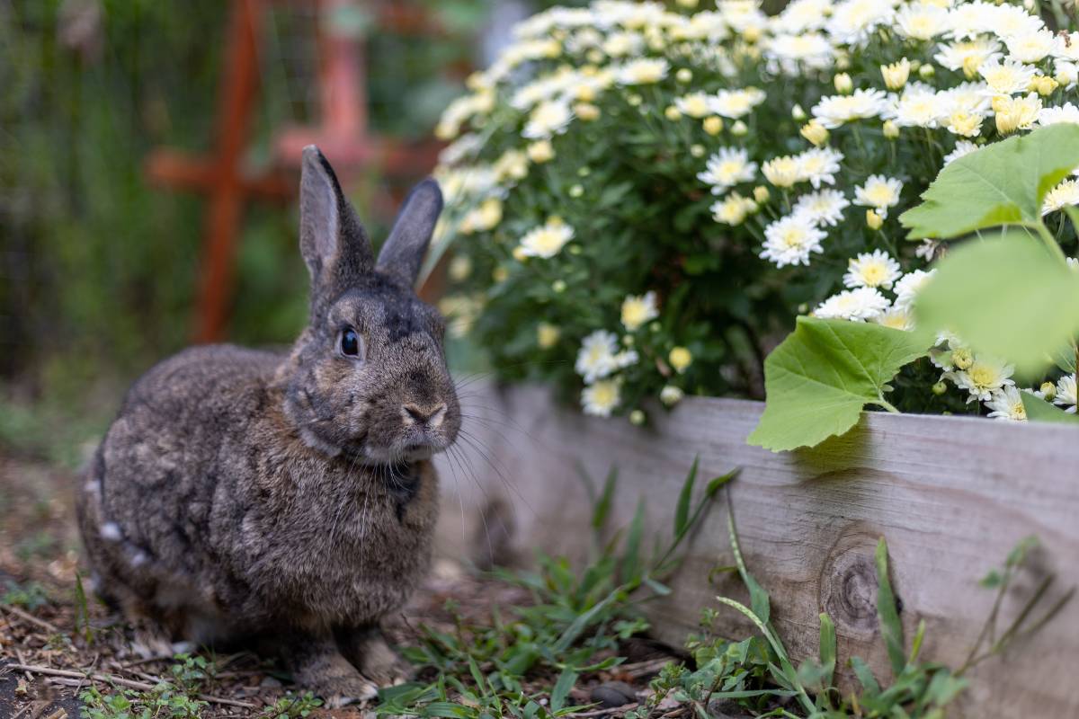 40 Plants That Are Safe For Rabbits A Comprehensive Guide