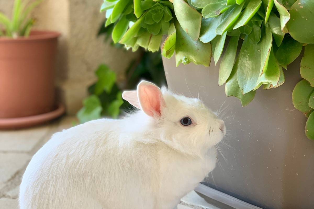 what-plants-are-toxic-for-bunnies-30-plants-to-avoid