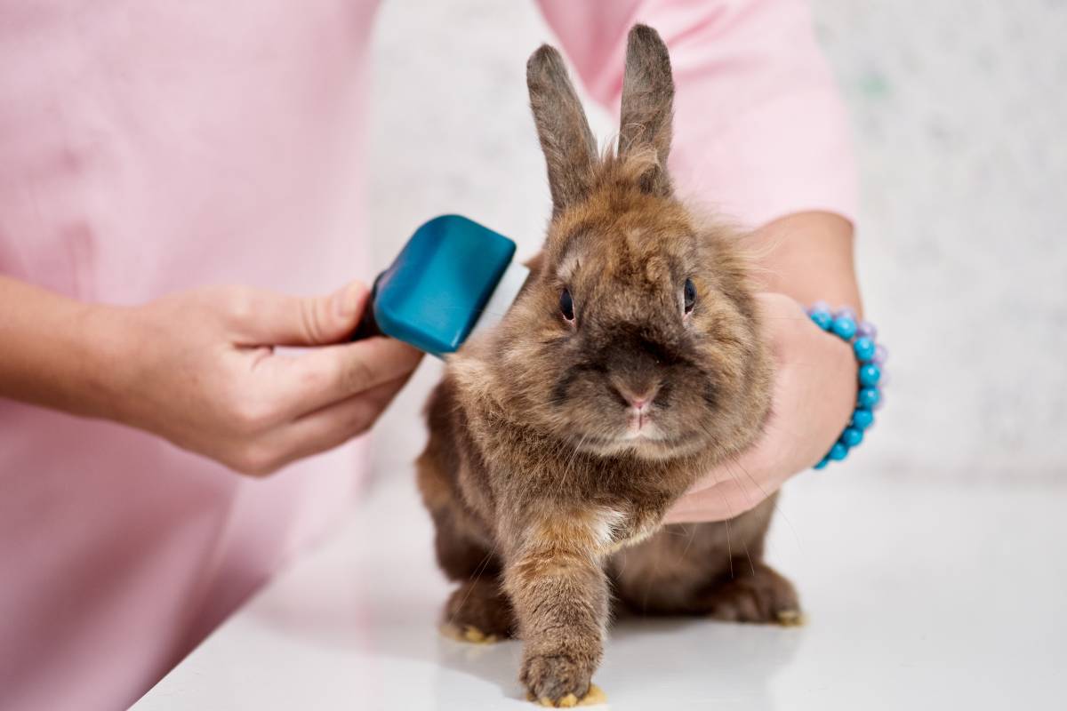 How To Brush A Rabbit: Master The Basics In Minutes! » Rabbitcareexpert.com