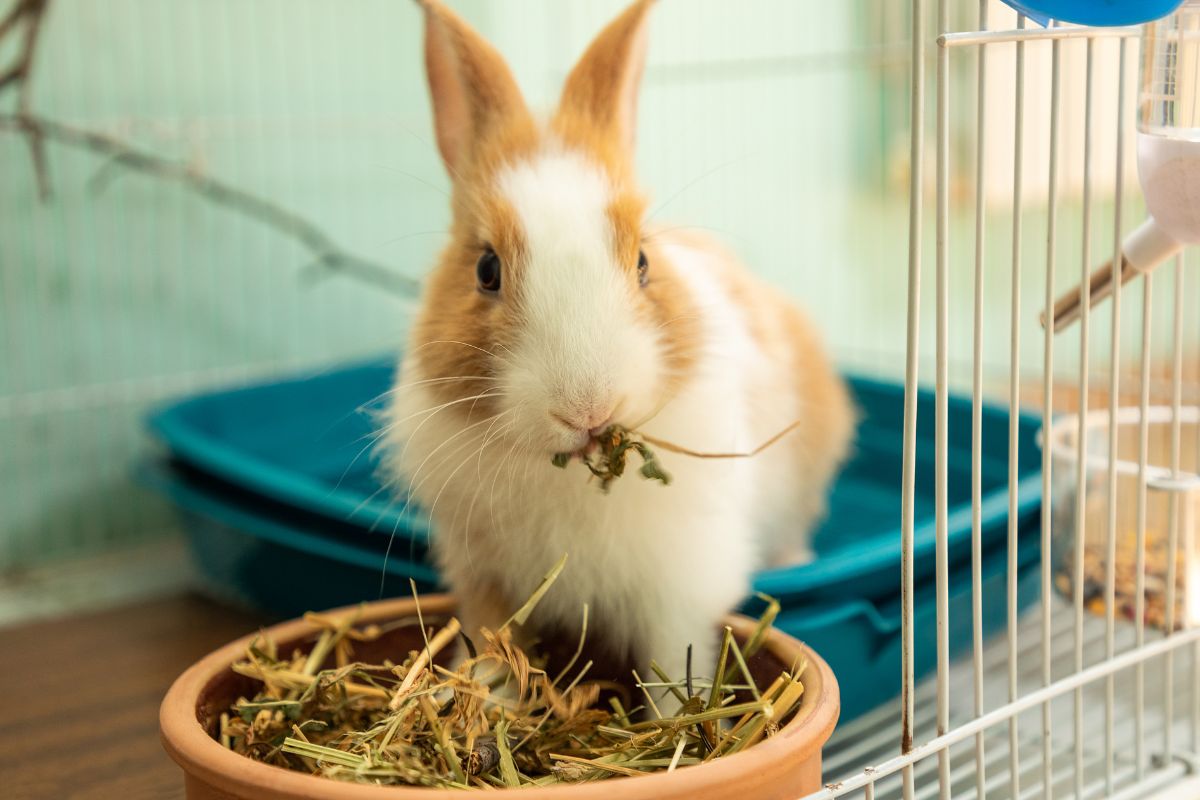 A Healthy Diet For Young Rabbits Tailoring Nutrients For Growing