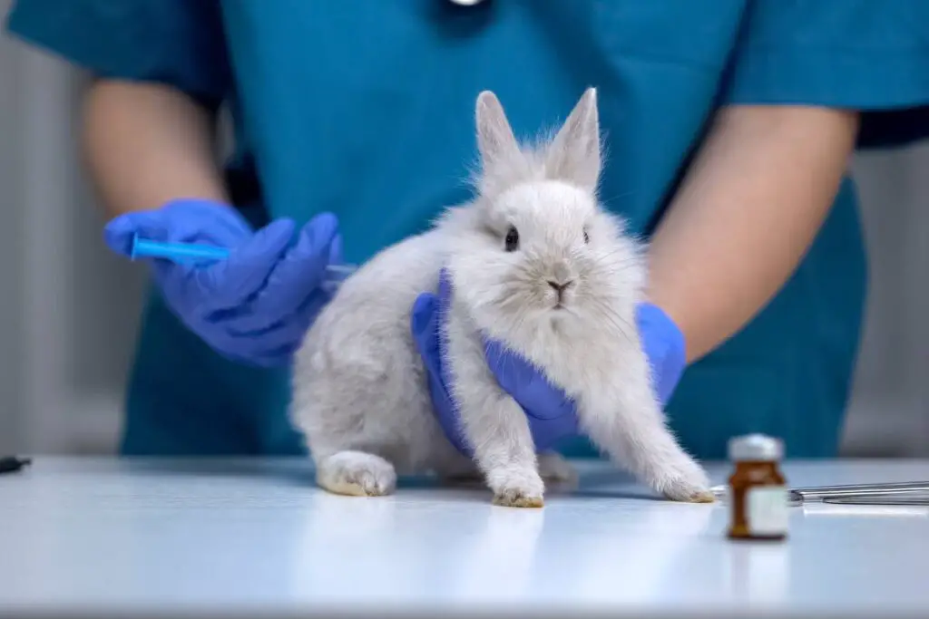 Do Rabbits Carry Diseases? A Vet's Advice! »