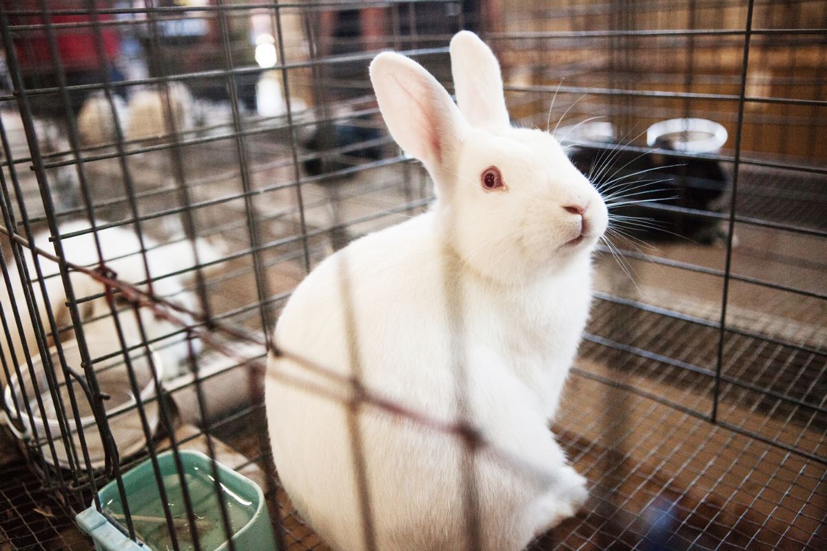How Much Does A Rabbit Cost And Monthly Expenses For Bunny Owners »
