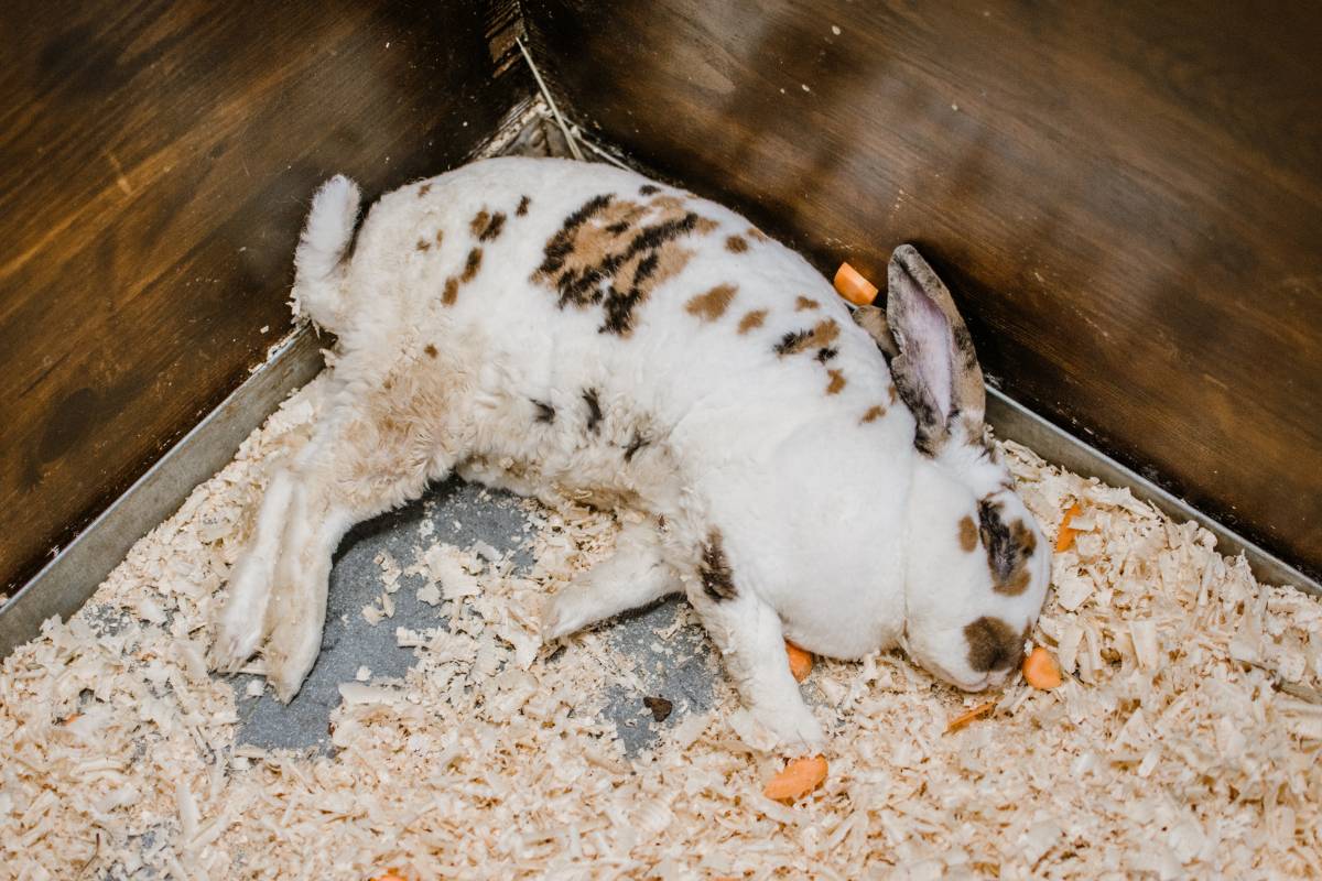 How Do I Know If My Rabbit Has GI Stasis? Key Signs And Prevention Tips »