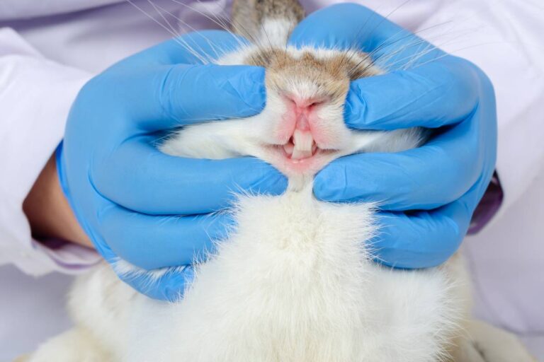 How To Care For Your Rabbit's Teeth: Essential Dental Tips ...