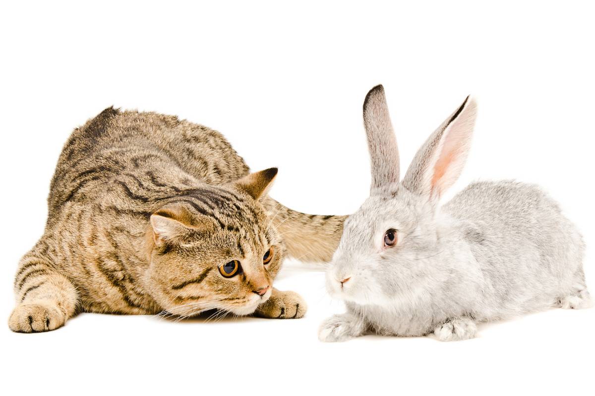 Rabbits Vs Cats As Pets Which Is The Ideal Family Companion