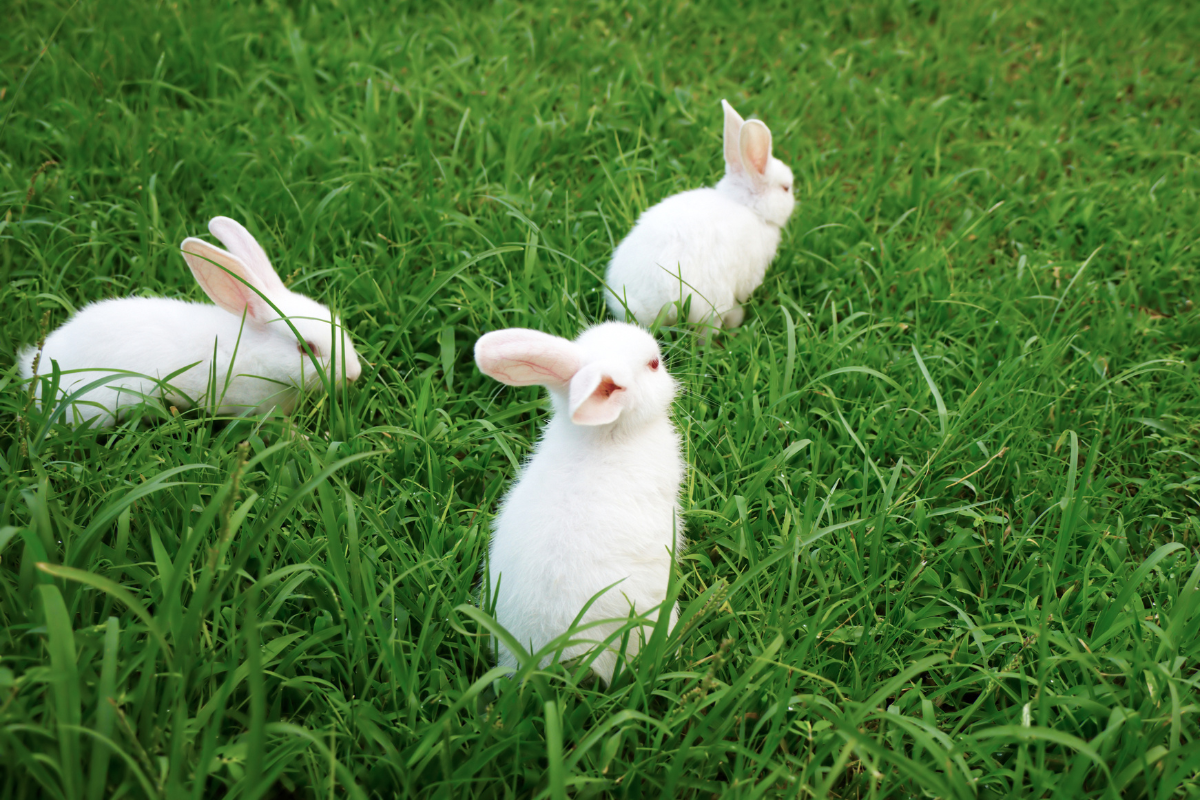 Why Are My Rabbits Chasing Each Other? Unraveling The Mystery